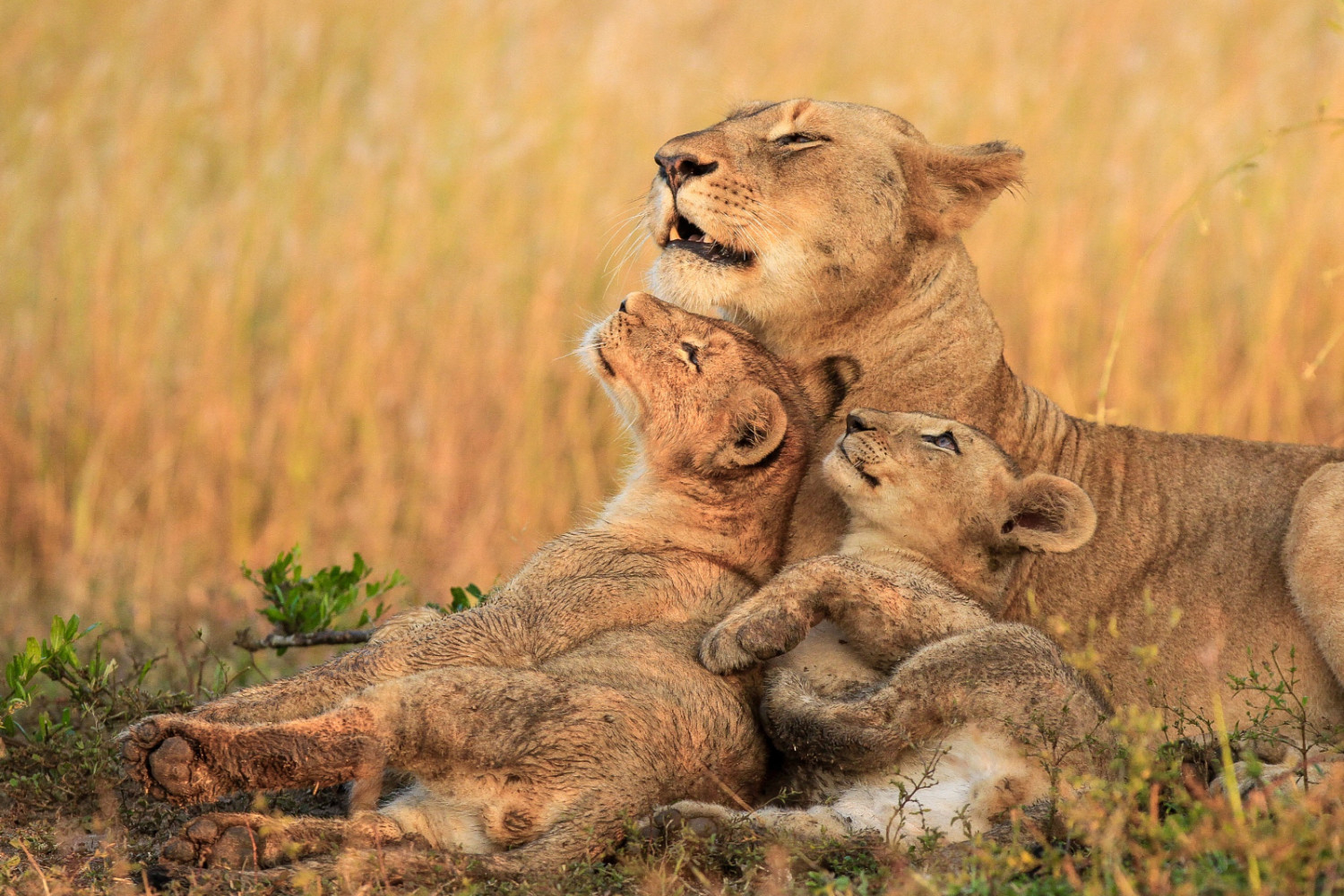 mother with her cubs
