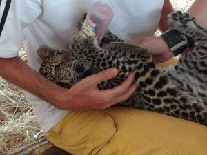 Baby animal with volunteer