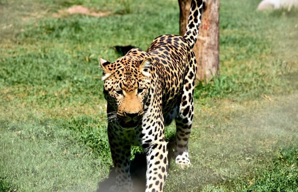 cheetah