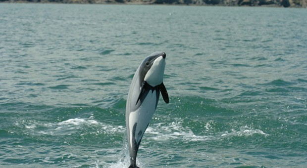 dolphin