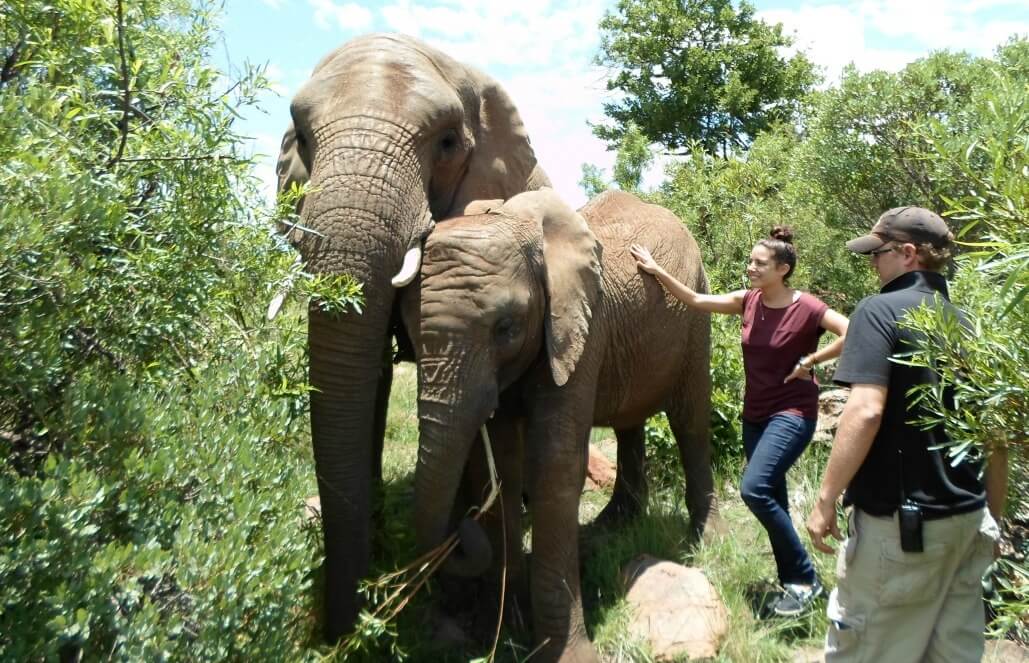 Elephants with volunteers