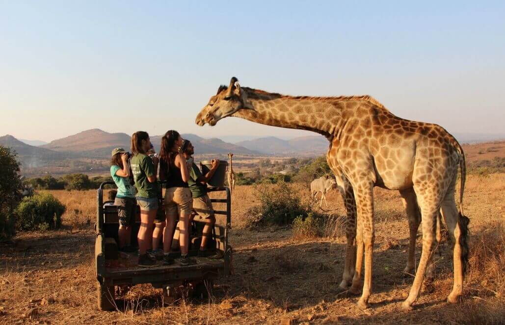 giraffe