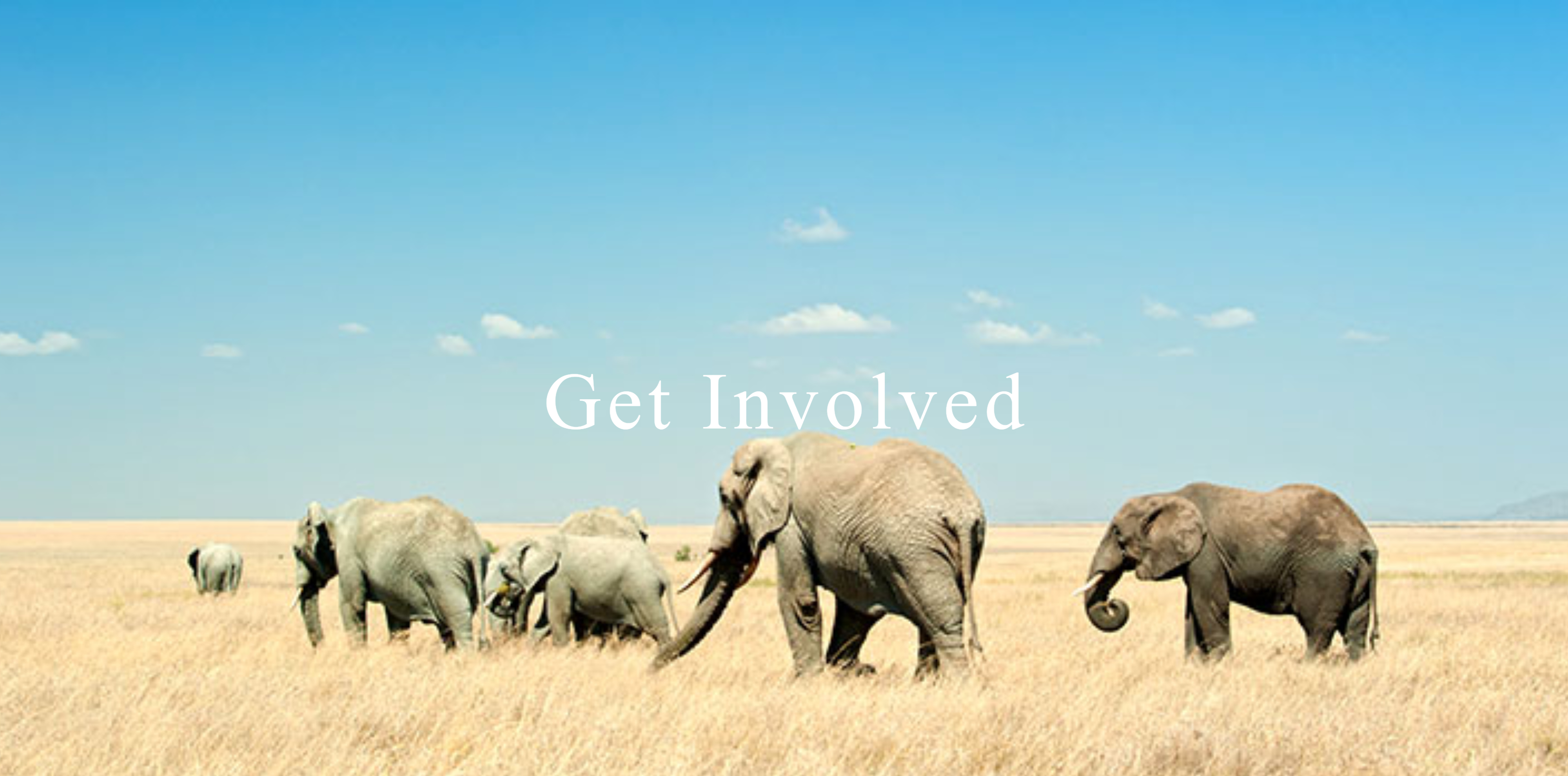 Get Involved, See how you can make a difference