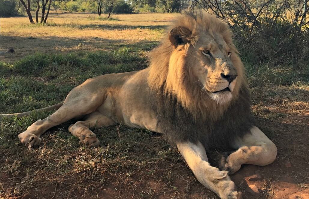 lion