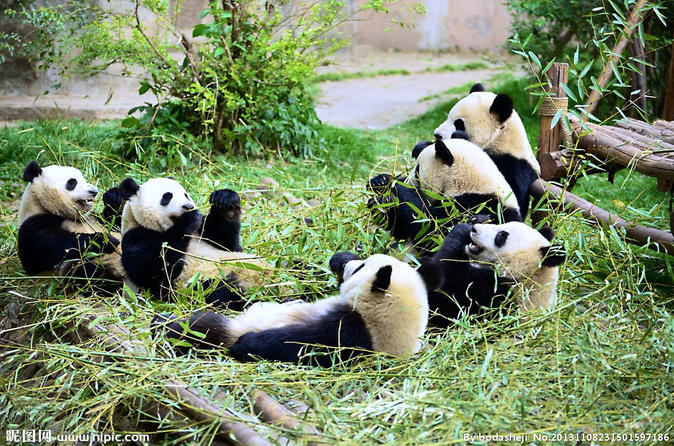 pandas