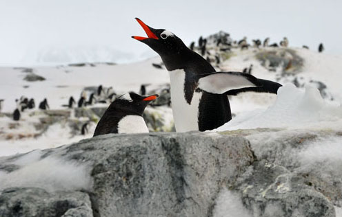 Penguins
