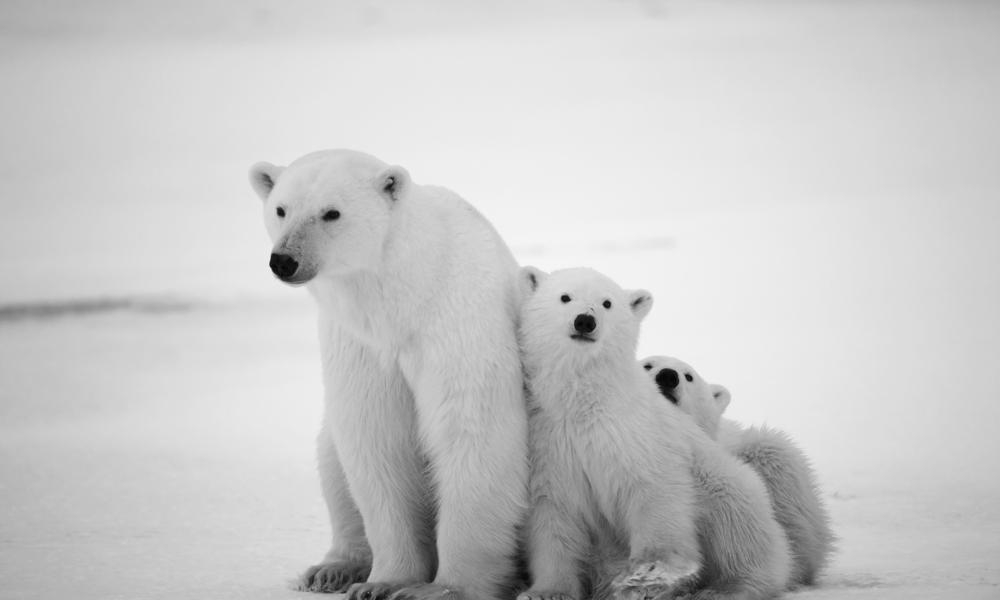polar bears