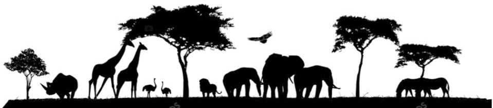 safari