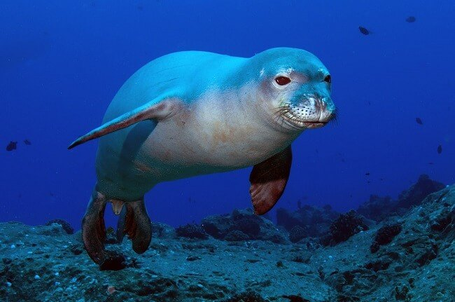 sea