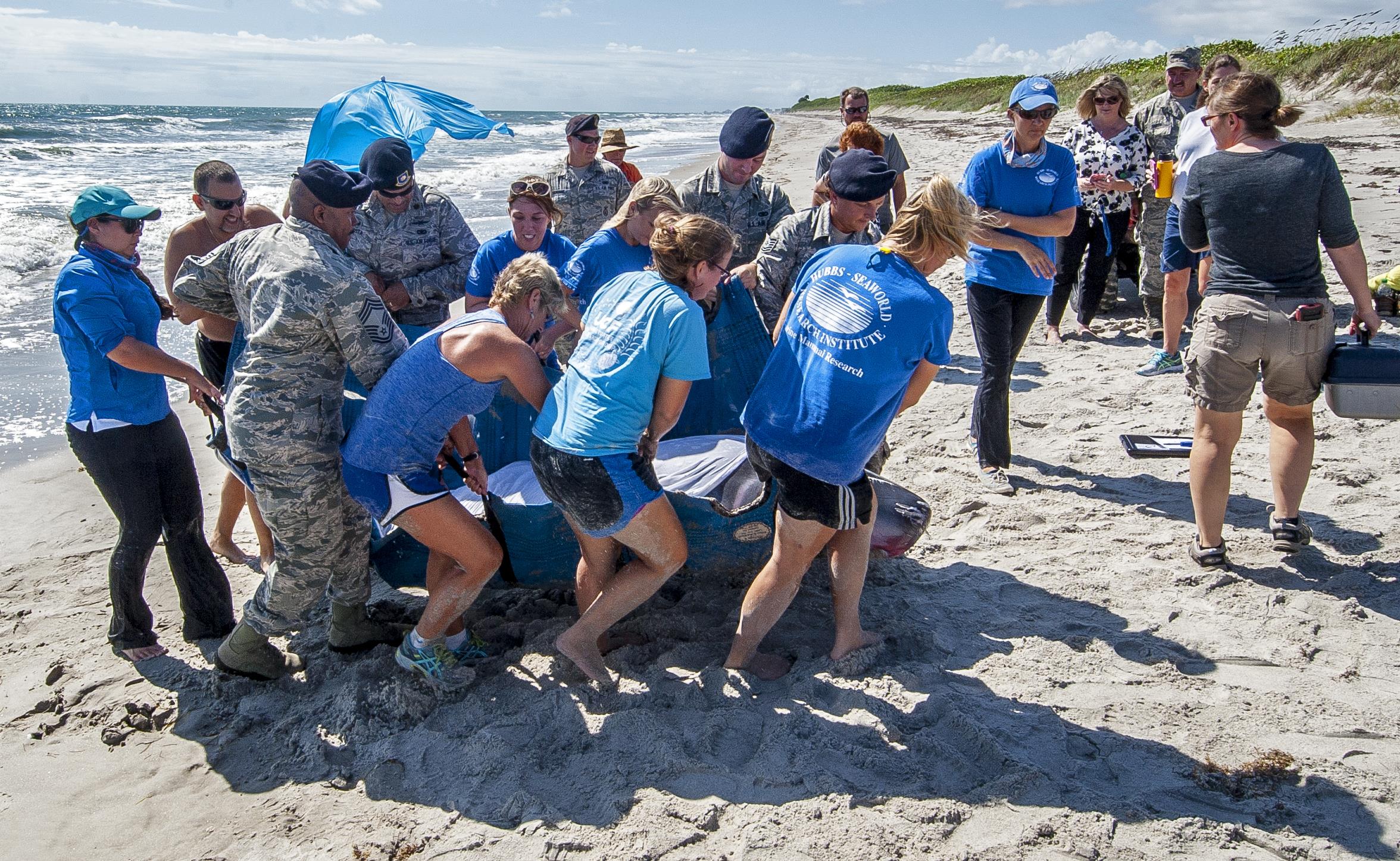 volunteer with sea animal