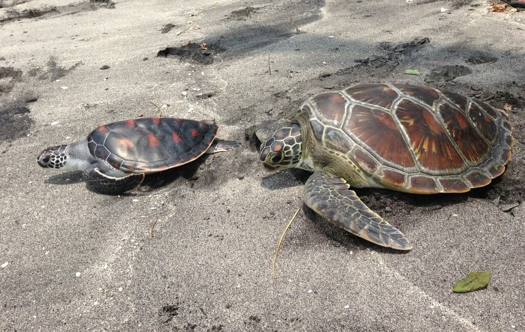 sea turtle