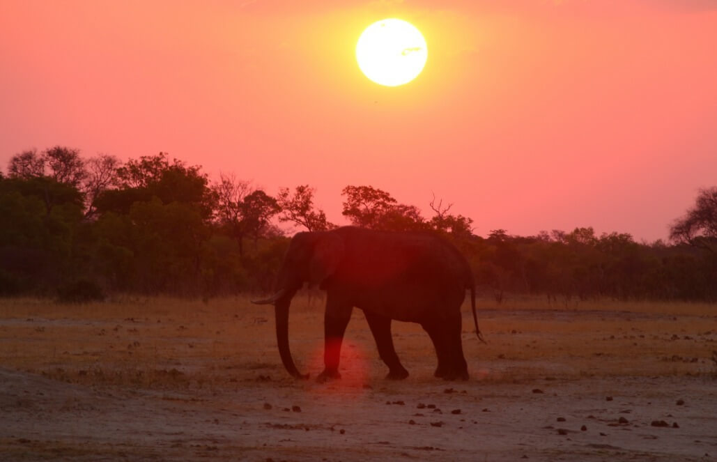 elephant