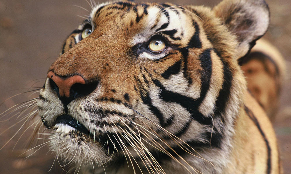 tiger