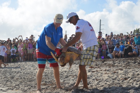 volunteers rescuing marine animal 