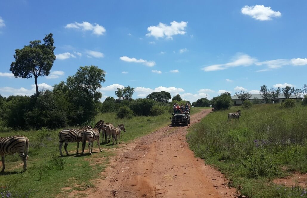 zebra