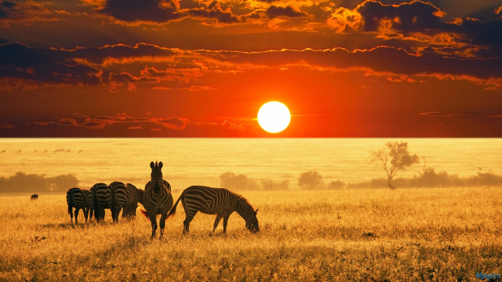 zebras in the sun